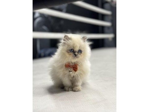 Show kalite iran persian blue point
