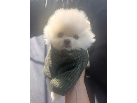 Mini pomeranian boo yavrular