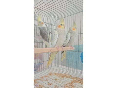 Sultan papağanı yavru ve damızlık kuslar