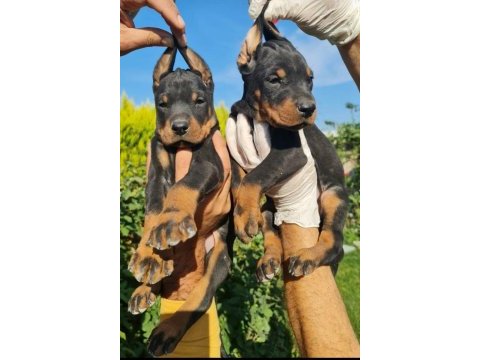 S400 füzesi doberman panterler