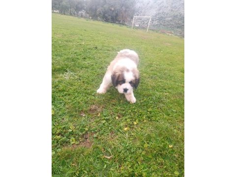 St bernand dişi köpeğimiz