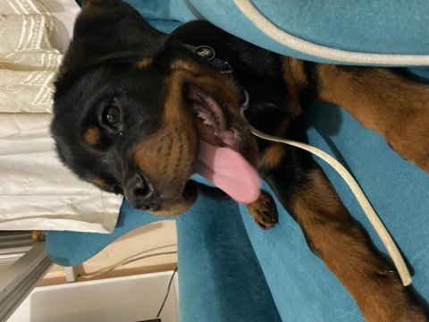 Çok oyuncu rottweiler köpeği