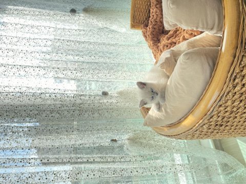 British shorthair blue point
