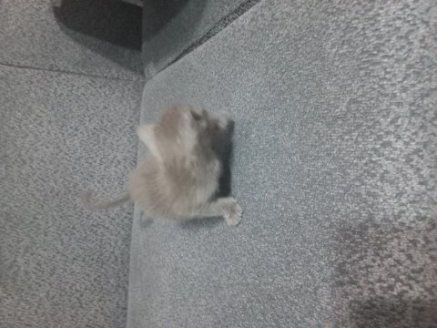15 temmuz bebek kedileri