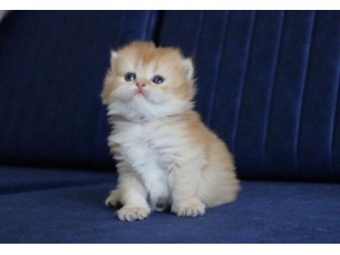 British longhair golden ny11 ny25 bebekler