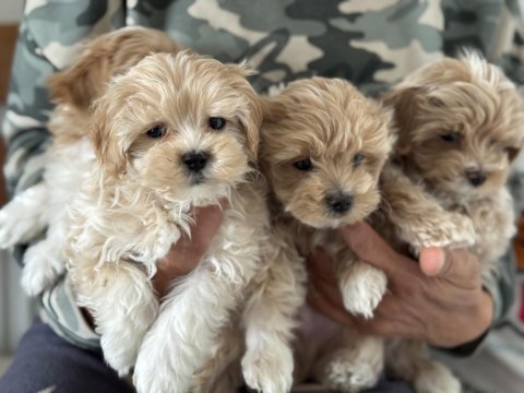 Ankaranın en seçkin tea cup kore maltipoo yavruları