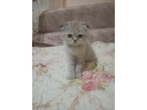 Çok tatlı scottish fold yavrularımız