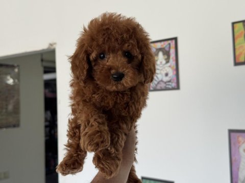 Ankranın en özel redbrown toy poodle yavruları