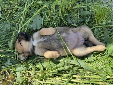 Rottweiler can dostlara sıcak yuva