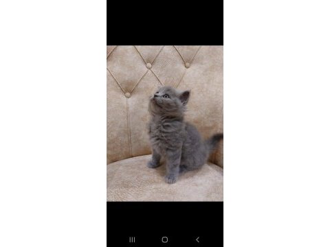 Mama ve kum eğitimi almış british shorthair yavrular