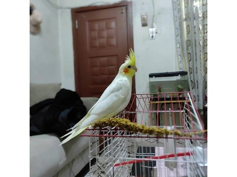 1.5 aylık yeni yeme düşmüş lutino kırmızı göz sultan