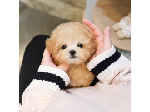 En özel kore gen maltipoo bebeklerimiz