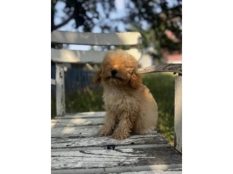Kıvır kıvır f1 maltipoo