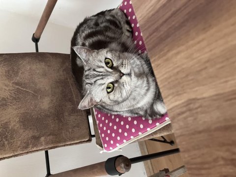 Whiskas american shorthair kedi
