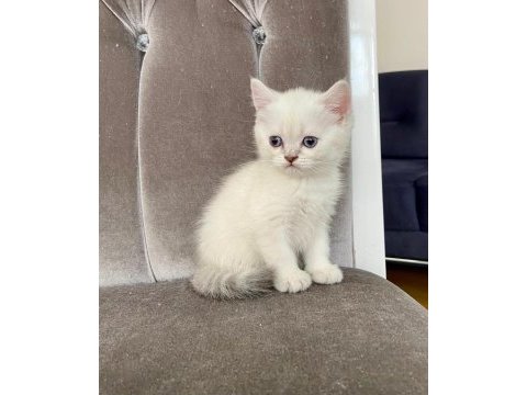 2 aylık scottish kedimiz