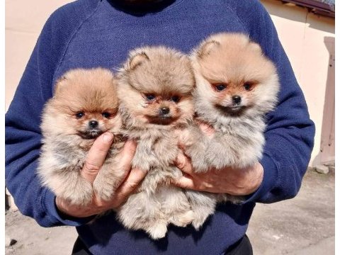 Teddy bear boo yavrular taksitle heryere gönderilir