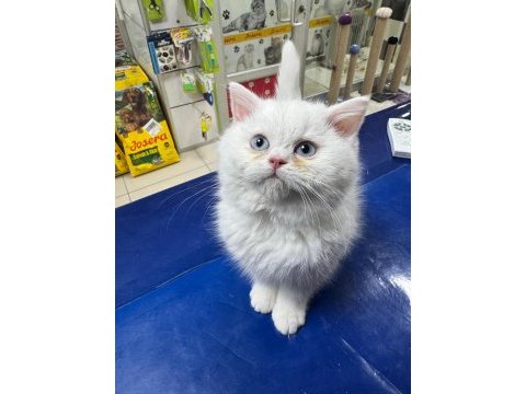 Tatlı mı tatlı british longhair ve shorthair bebeklerim