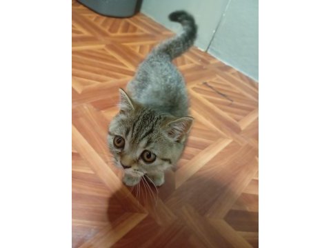 British shorthair 2,5 aylık dişi