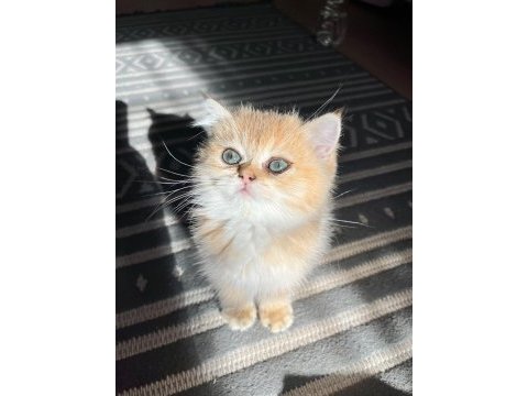 Golden yavrular anne baba şecereli kedimiz