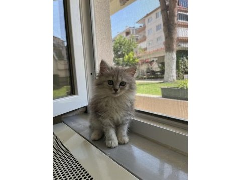 British longhair