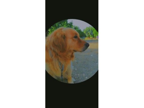 Golden retriever 4 yaşında