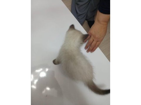 British shorthair erkek yavru