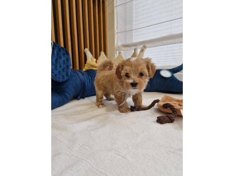 Sevimli maltipoo yavrularımız 