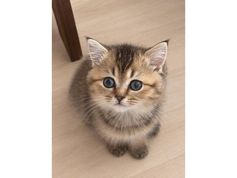 3 aylık dişi british shorthair yavru