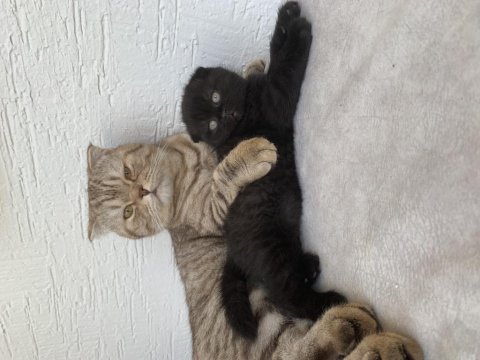 Scottish fold kedi cinsli