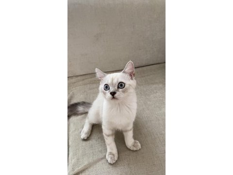 British shorthair yavru kedimize yuva arıyoruz