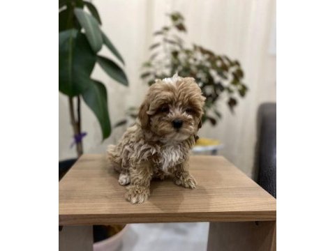 Minik maltipoo çişini öğrendi evini arıyor