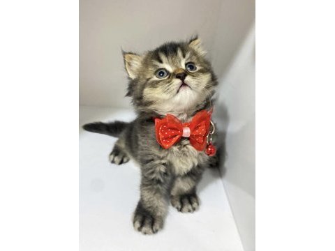 Safkan british longhair tabby uzun tüy yuvarlak surat