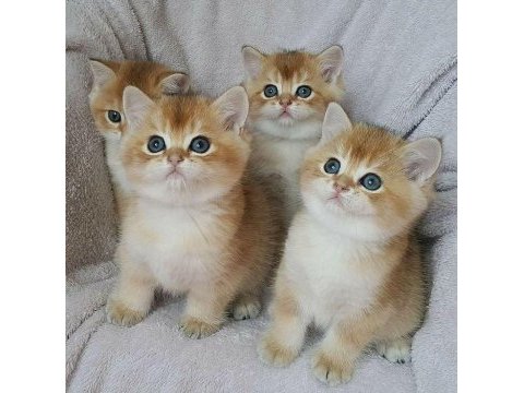 British shorthair golden bebekler