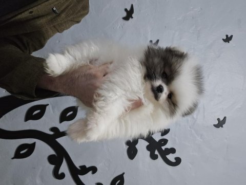 Pomeranian boo bebeklerim