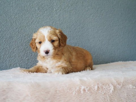 F1b goldendoodle yavrular
