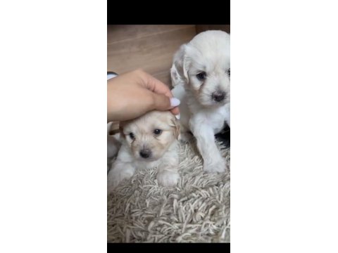 Muhteşem güzellikte safkan maltese terrier yavrular