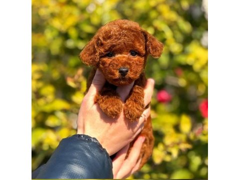 2.5 aylık üst kalite toy poodle dişi yavrumuz