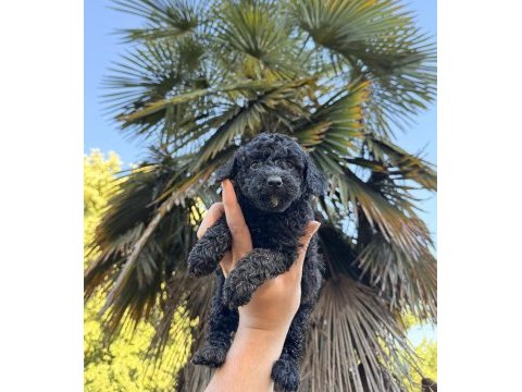 Özel renk teacup poodle wc (pet) eğitimli
