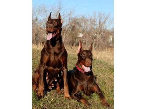 Kızıl safkan doberman yavrularımız