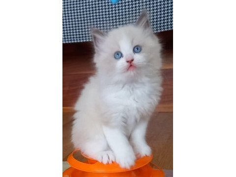 Safkan ragdoll bebekler
