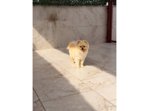 Bir yaşında teacup teddy bear uysal eğitimli dişi pomeranian