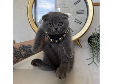 Scottish fold yavrular