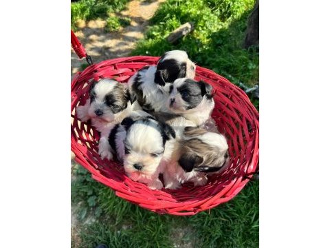 Baby face shih tzu yavrularımız
