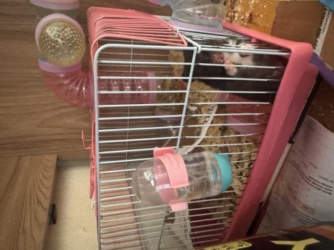 Dişi hamster