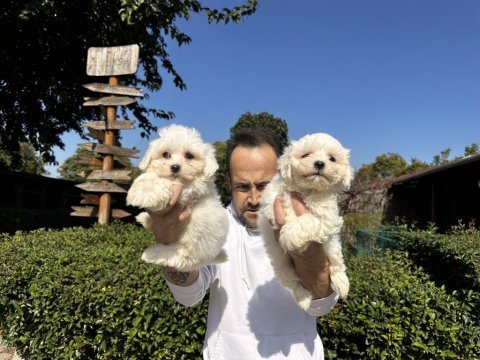 Maltese terrier yavrularımız