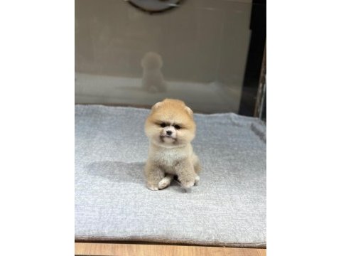 Sağlık ve ırk garantili pomeranian