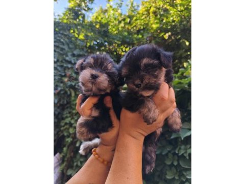 Yorkshire terrier yavru köpekleri