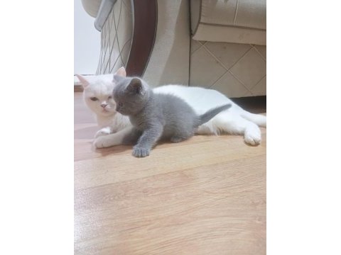 Anne baba orjinal british shorthair