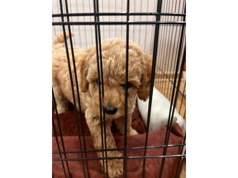2 aylık toy poodle