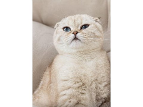 Lina güzeller güzeli scottish fold kızım